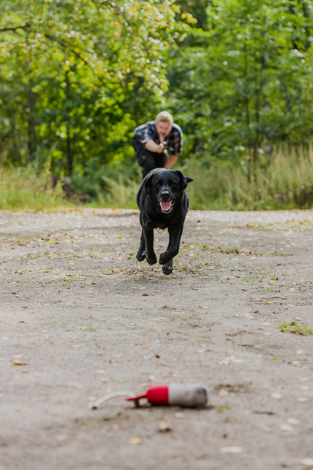 Dog playing fetch